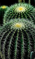Cactus Wallpaper Affiche