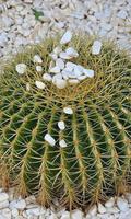 Cactus Wallpaper capture d'écran 1