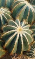 Cactus Wallpaper capture d'écran 2