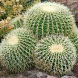 facts about cactus