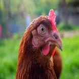 Som de Galinha cacarejando