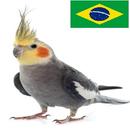 Hino do Brasil para calopsitas APK