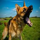 Dog sound barking APK
