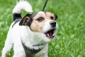 Dog sound barking screenshot 3
