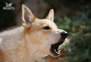 Dog sound barking poster