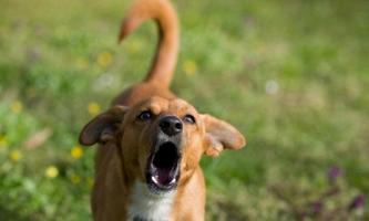 Dog sound barking screenshot 1