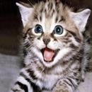 Kitten kitten meowing sound APK