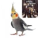 Canto da Família Addams para Calopsitas APK