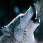 Heulender Wolf Sound Zeichen