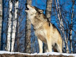 Heulender Wolf Sound Screenshot 3