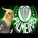 Hino do Palmeiras para Calopsitas APK