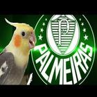 Hino do Palmeiras para Calopsitas icon