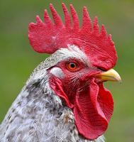 Rooster Sound Crowing poster