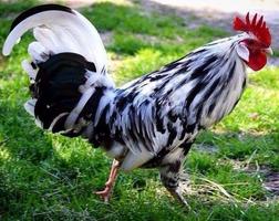 Rooster Sound Crowing screenshot 2