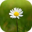 Touch To Blur (Blur Background Or Part Of Image) APK