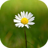 Touch To Blur (Blur Background Or Part Of Image)