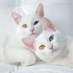 Cute Animals