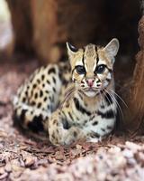 برنامه‌نما Cute Animals عکس از صفحه