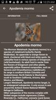 1 Schermata California Butterflies