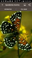 2 Schermata California Butterflies