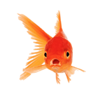 Goldfish guide plus icône