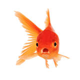 Goldfish Guía icône