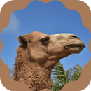 Camel Sounds APK