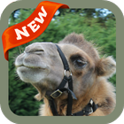 Camel Wallpaper آئیکن