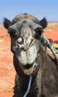 Camel Wallpaper اسکرین شاٹ 3
