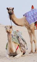 Camel Wallpaper پوسٹر