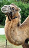 Camel Wallpaper اسکرین شاٹ 1