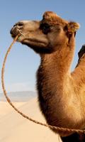 Camel Wallpaper اسکرین شاٹ 2