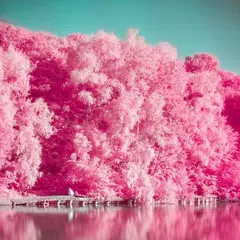 Analog Film Pink Camera-Palett APK download