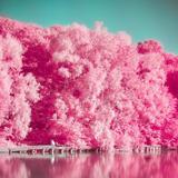 아날로그 핌 핑크 카메라 - Palette, Photo