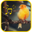 canary singing master