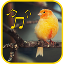 canary singing master APK