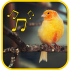 canary singing master icon