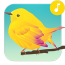 Oiseau Sons Sonneries APK