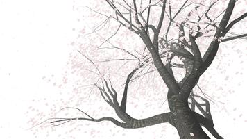 CherryBlossom VR for Cardboard ポスター