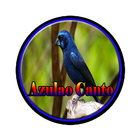 Azulao Canto Brasileiro Comple ícone
