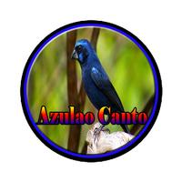 Azulao Canto Brasileiro Comple ポスター