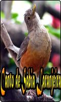 Canto de Sabia Laranjeira Ekran Görüntüsü 3