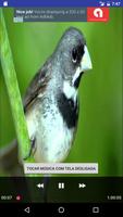 Canto Coleiro Tui Tui Poster