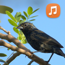 Canto De Tiziu Campainha APK