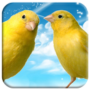 Canto de Canarios timbrados APK