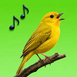 Sounds of birds
