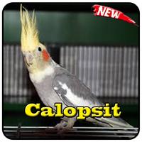 Cantos Do Calopsita Offline 포스터