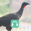 Canto Do Jacuaçu icon