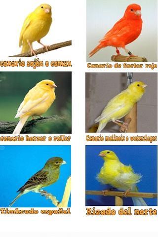Cantos De Canarios Por Raza For Android Apk Download