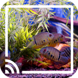 Aquarium for Chromecast TV